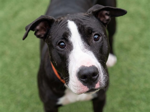Freyjah - Female - Pit Bull-Mix