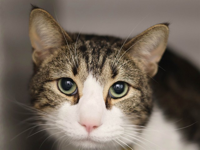 Modelo - Male - Domestic SH