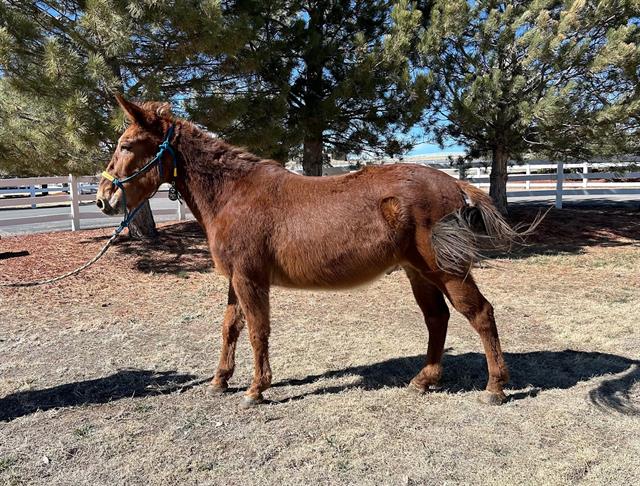 Einstein - Male - Mule