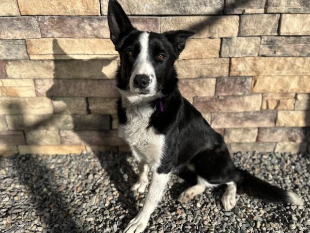 Cowboy - Male - Border Collie-Mix
