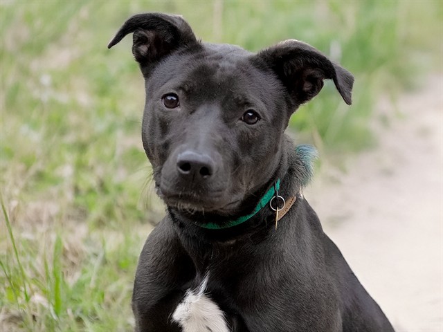 Dasher - Female - Nonspecific-Labrador Retriever