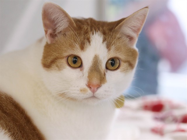 Polo - Male - Domestic SH-Mix