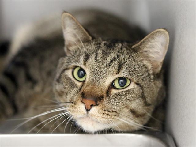 Milo - Male - Domestic SH