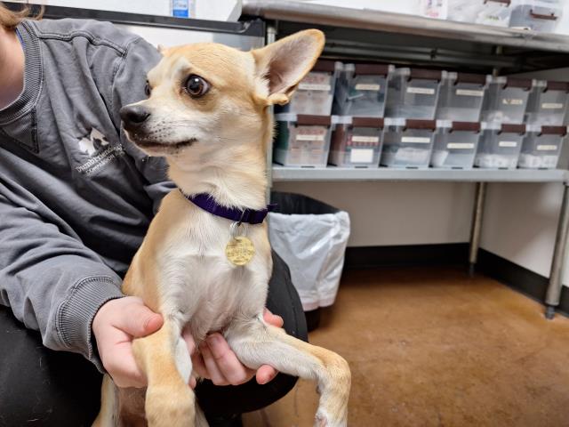 Frankie - Male - Chihuahua