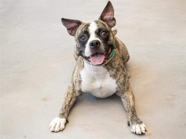 Daisy - Female - Staffordshire Bull Terrier-Mix
