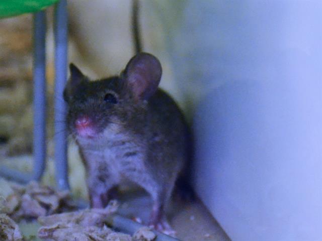 Fir - Male - Mouse