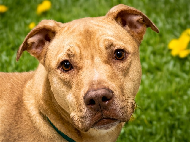 Honey - Female - Nonspecific