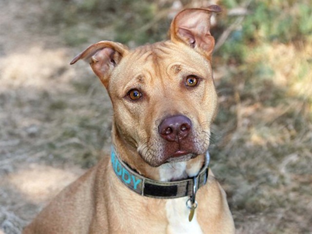 Paddy - Female - Nonspecific