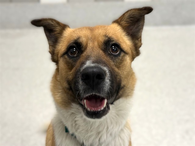 Luna - Female - Siberian Husky-Mix