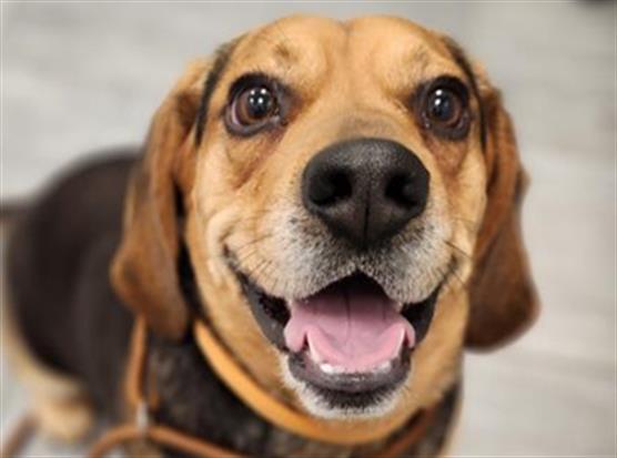 Nikko - Male - Beagle-Mix