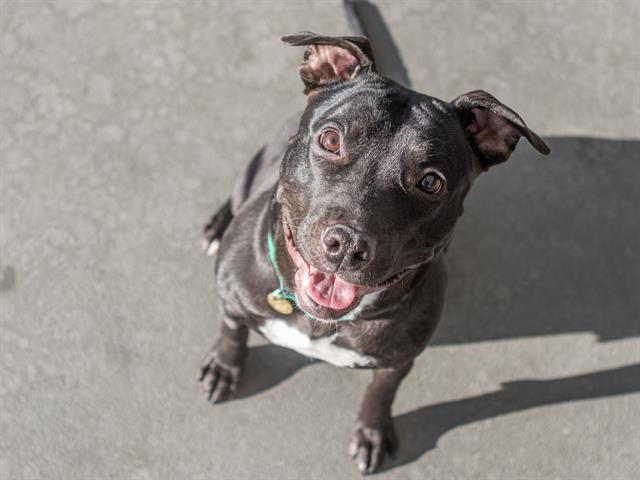 Cheetah - Female - Pit Bull