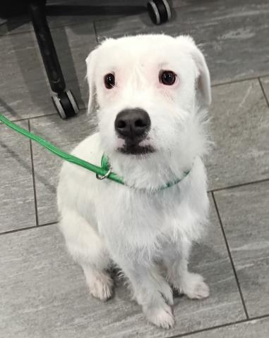 Nelson - Male - Terrier