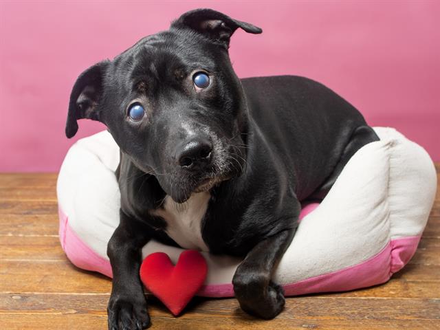 Ollie - Male - Nonspecific