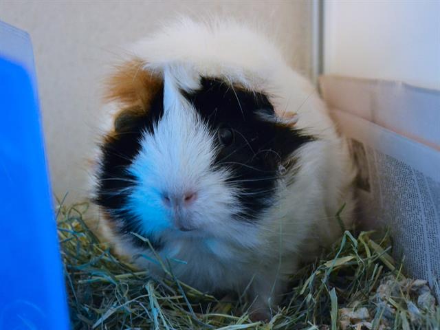 Val - Female - Guinea Pig