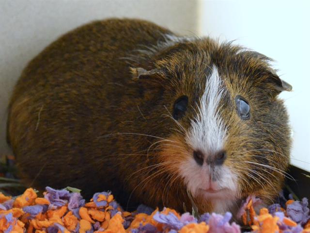 Smores - Female - Guinea Pig