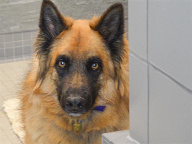 Ryker - Male - German Shepherd-Siberian Husky