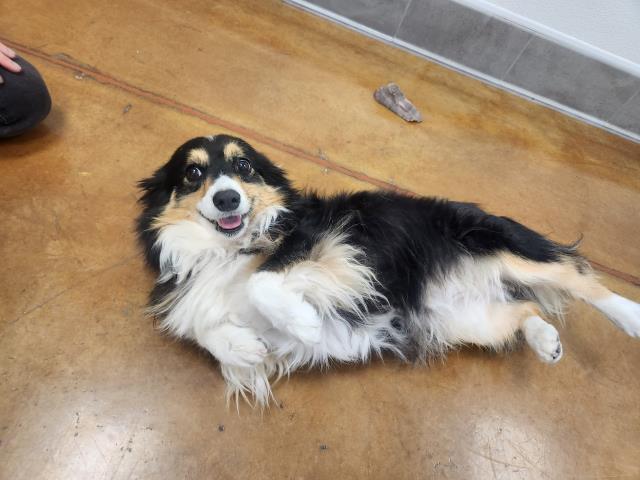 Daisy - Female - Cardigan Welsh Corgi