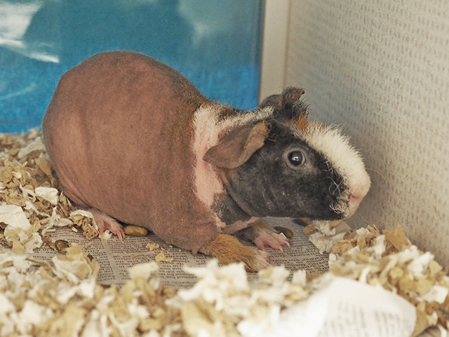 Gaston - Male - Guinea Pig