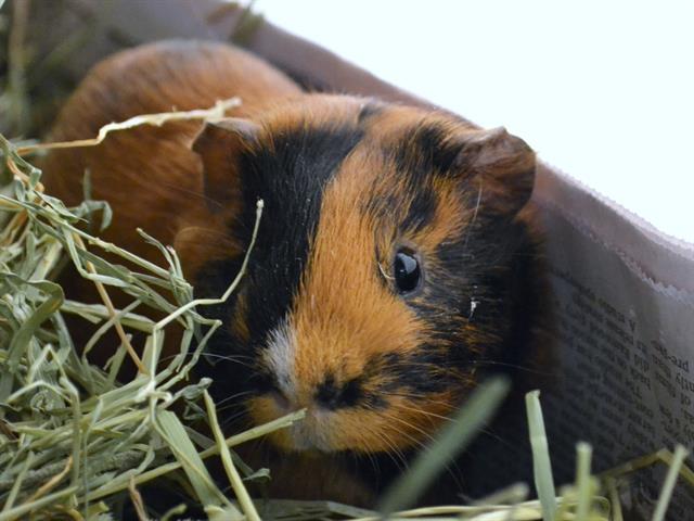 Skittles - Male - Guinea Pig