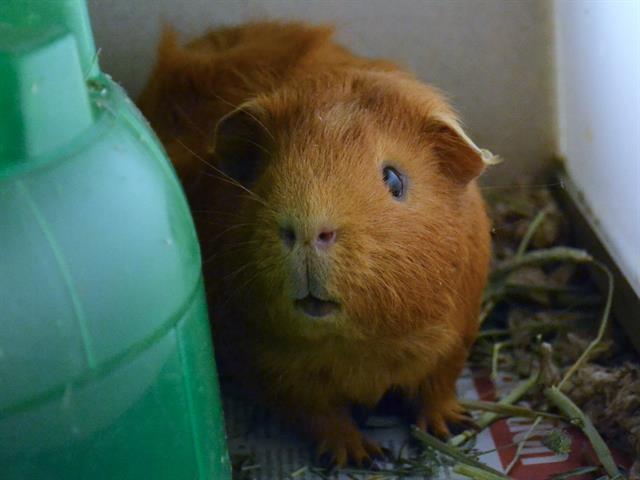 Pie - Male - Guinea Pig