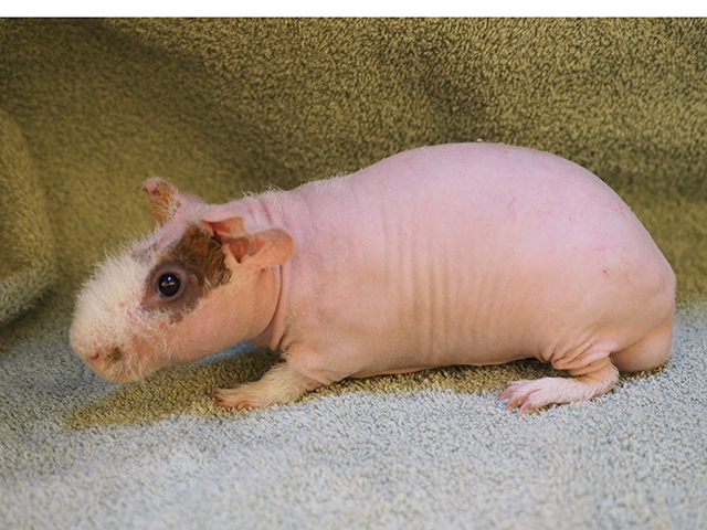 Buddy - Male - Guinea Pig