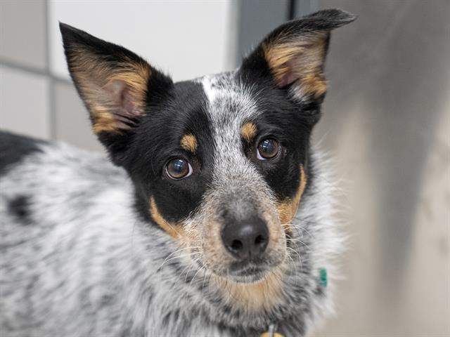 Hazel - Female - Australian Cattle Dog-Mix