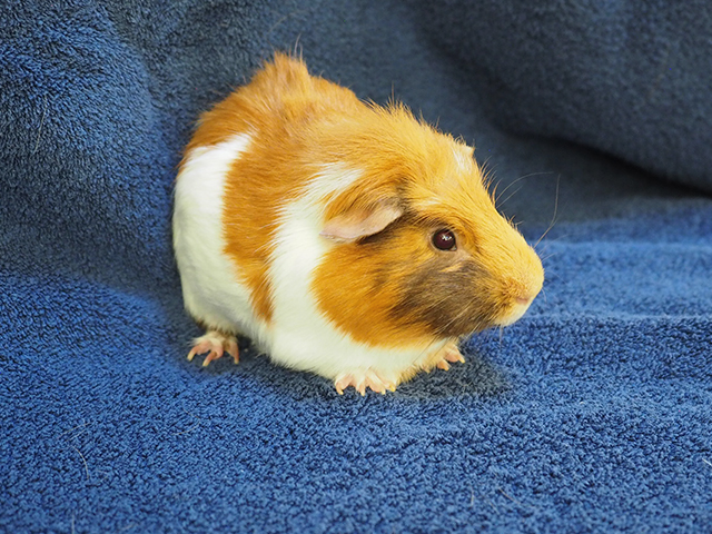 Bullseye - Male - Guinea Pig