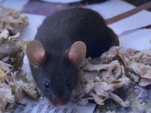 Boba - Female - Mouse