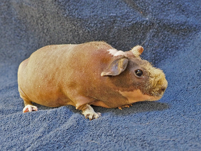 Tulip - Female - Guinea Pig