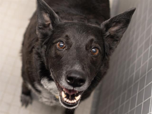 Haley - Female - Australian Cattle Dog-Mix