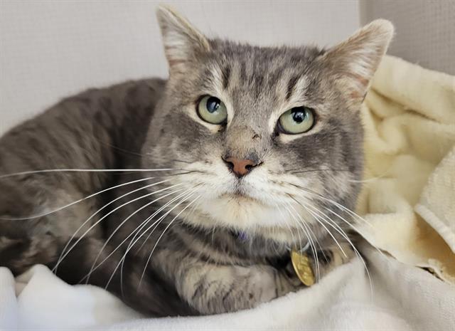 Senor Custard - Male - Domestic SH