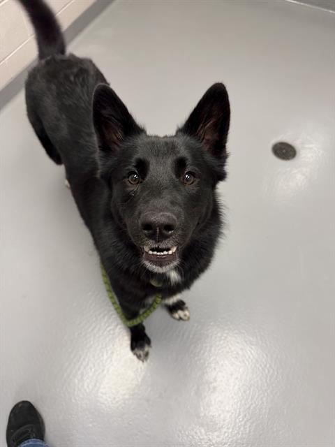 Max - Female - German Shepherd-Samoyed