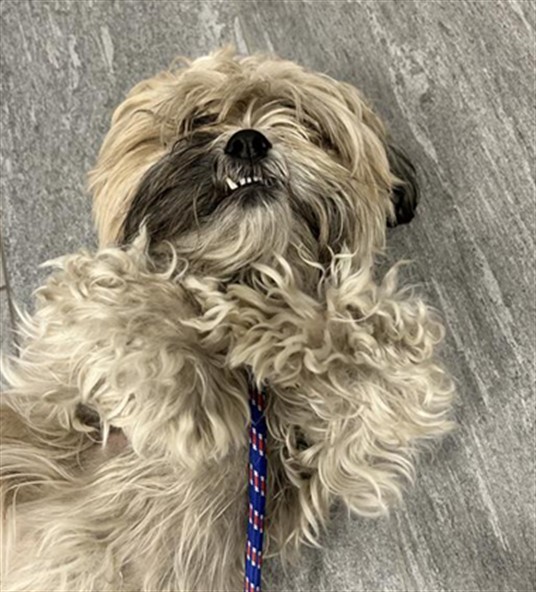Jax - Male - Shih Tzu-Mix