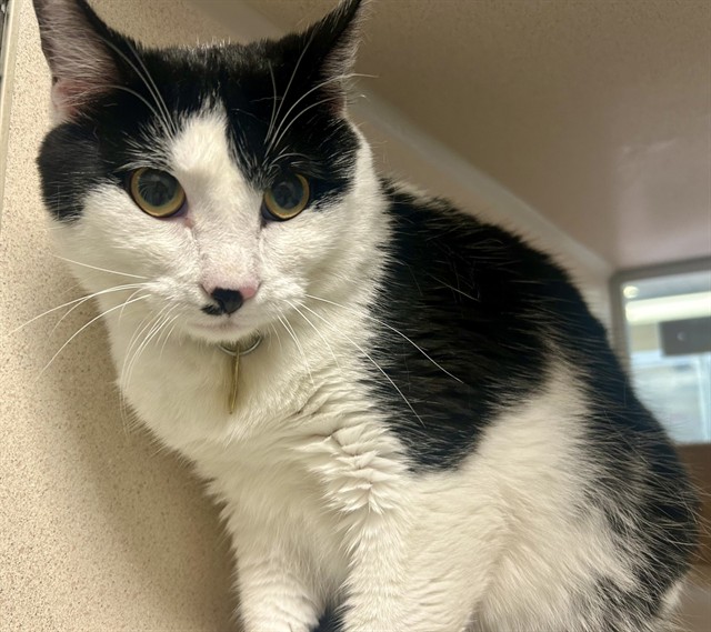 Ridoc - Male - Domestic SH