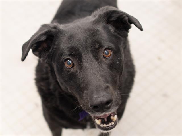 Bailey - Male - Labrador Retriever-Mix