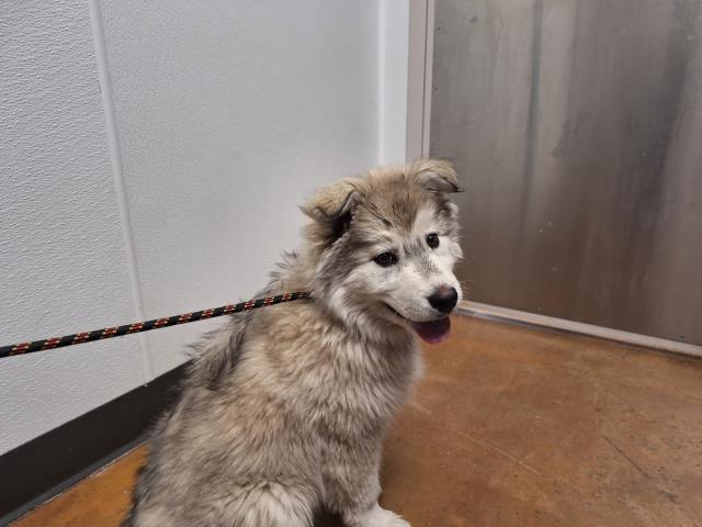 Akela - Female - Great Pyrenees-Siberian Husky