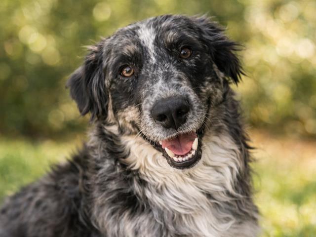 Q - Female - Australian Shepherd-Mix