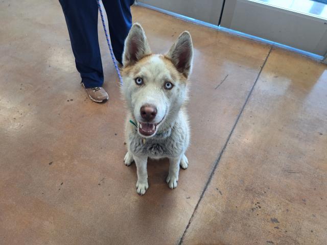 Keira - Female - Siberian Husky