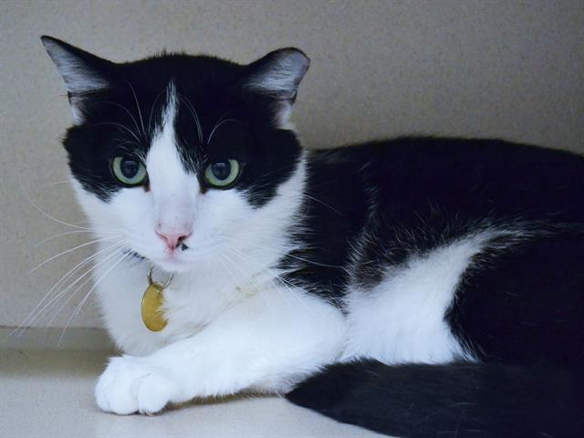 Hammy - Male - Domestic SH