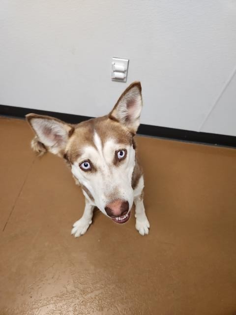 Koda - Female - Siberian Husky