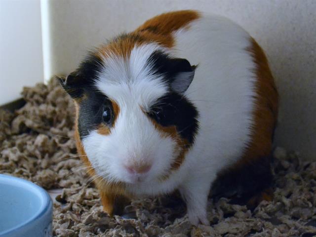 Apple - Male - Guinea Pig