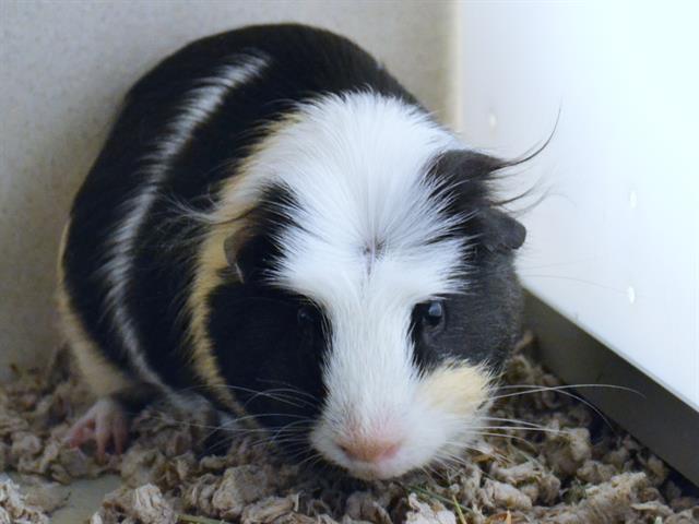 Sauce - Male - Guinea Pig