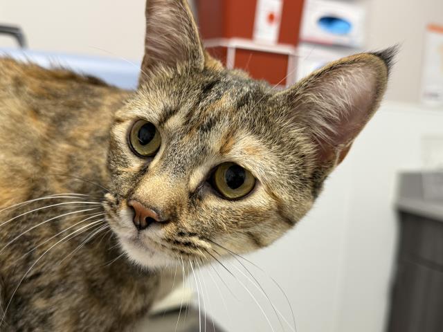 Zoey - Female - Domestic SH