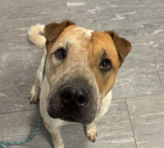 Benji - Male - Chinese Sharpei-Mix
