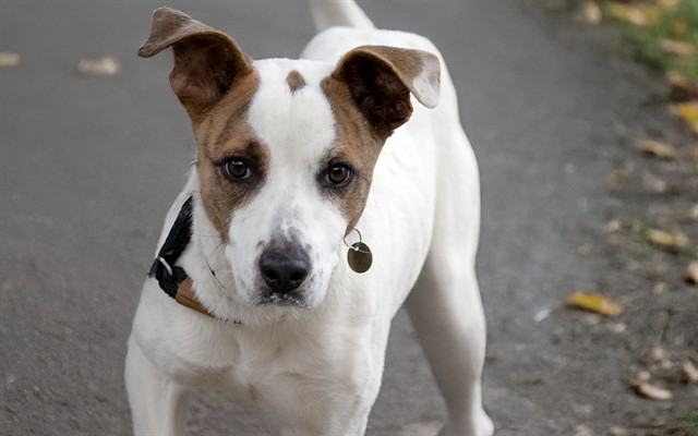 Dodger - Male - Pit Bull-Mix