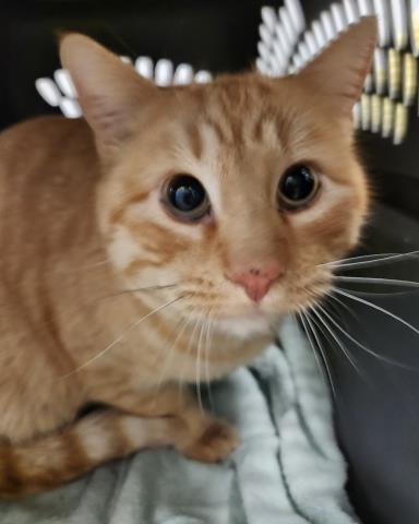 Peach - Male - Domestic SH