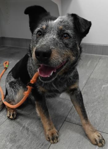 Deacon - Male - Australian Cattle Dog