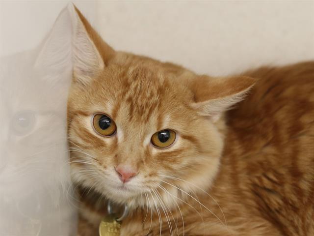 Omelet - Female - Domestic MH