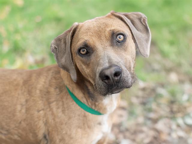 Snickers - Female - Nonspecific