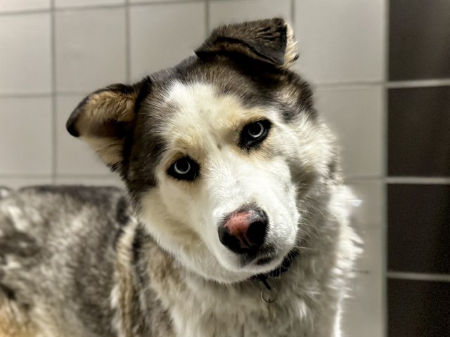 Milan - Male - Siberian Husky-Mix